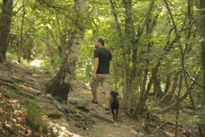 Walking in the forest with the dog